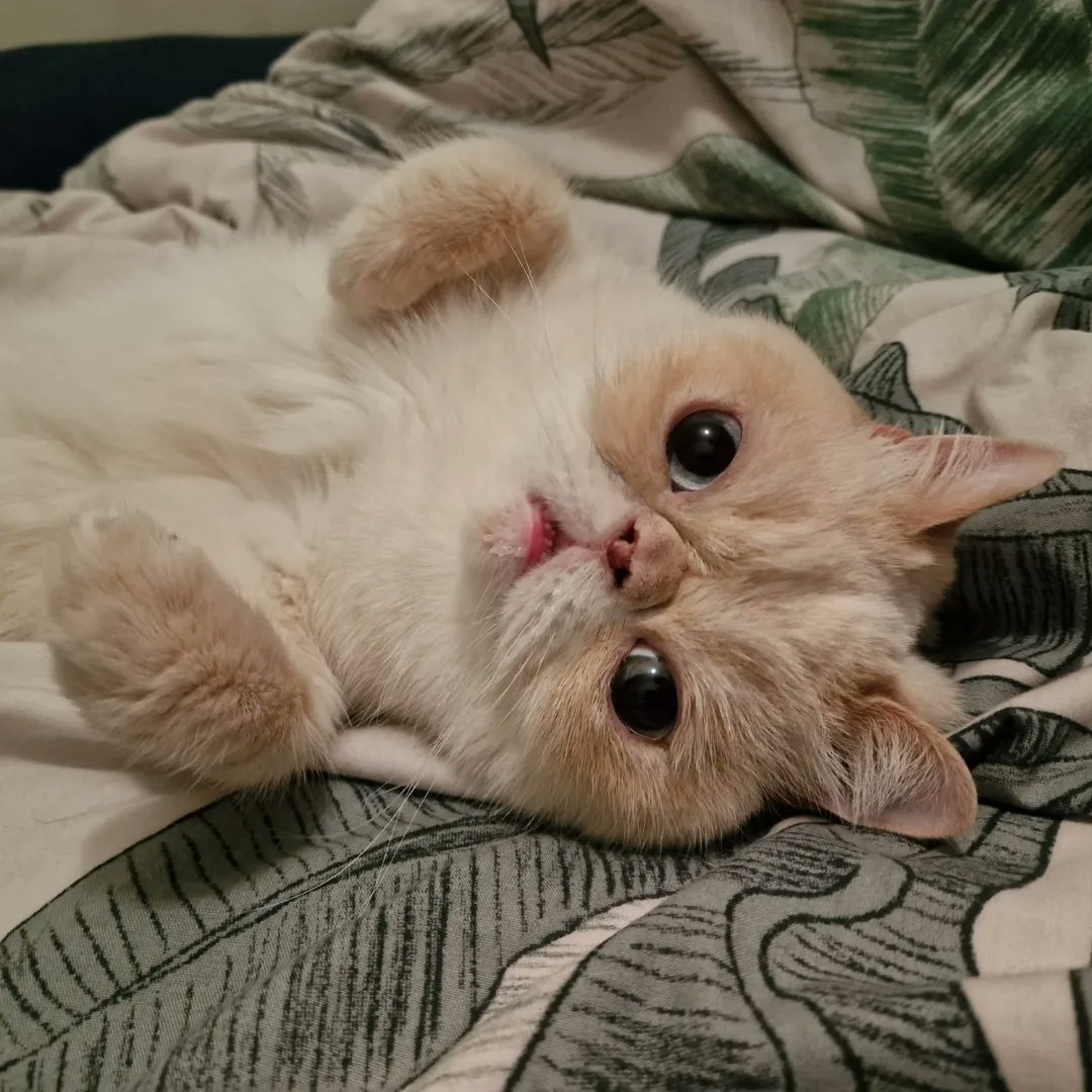 Murple meowface tweet media