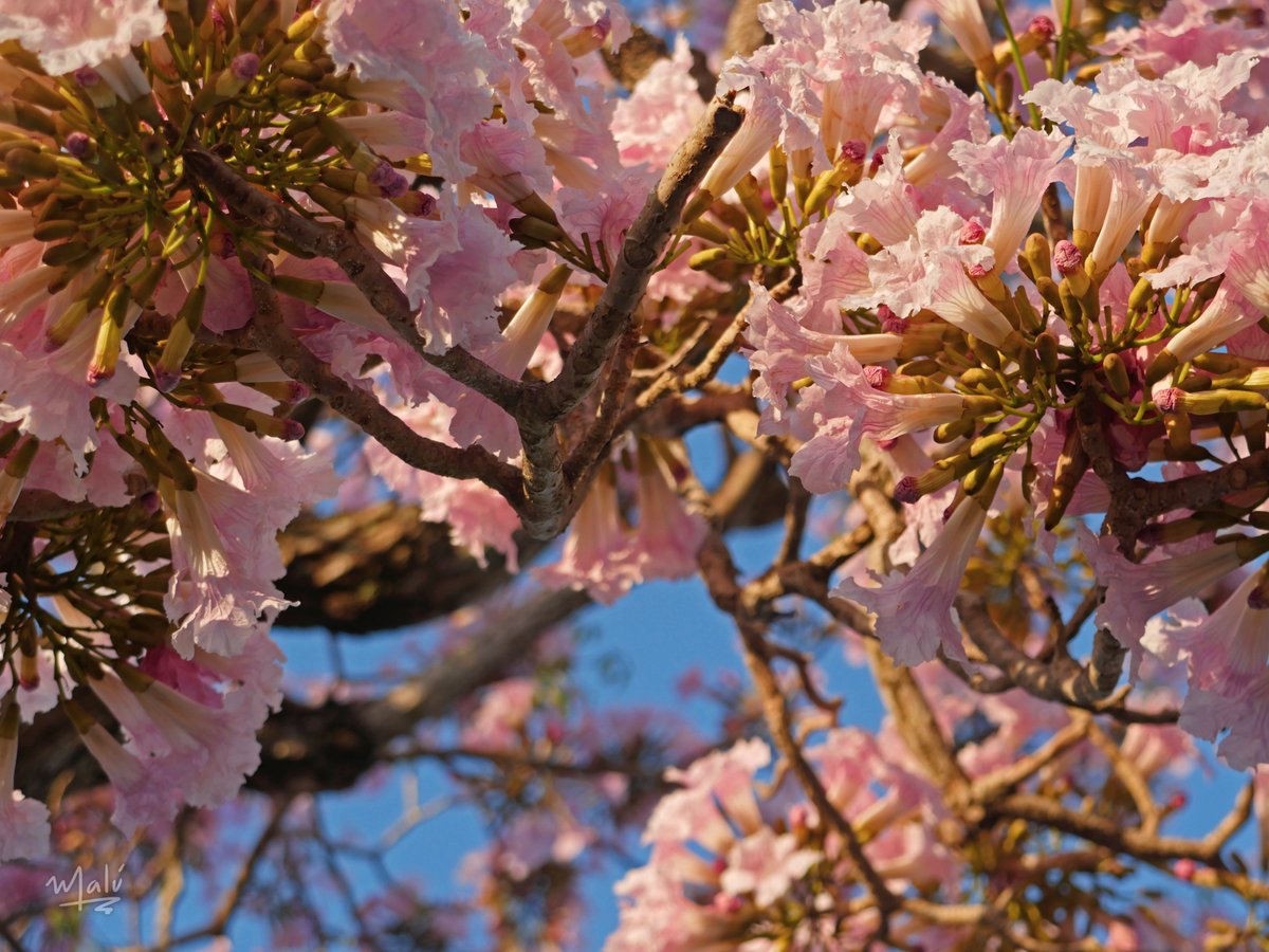 🦋Don de florecer tiene el parque Vidal
#21Marzo 
#Spring2023 #todomalu