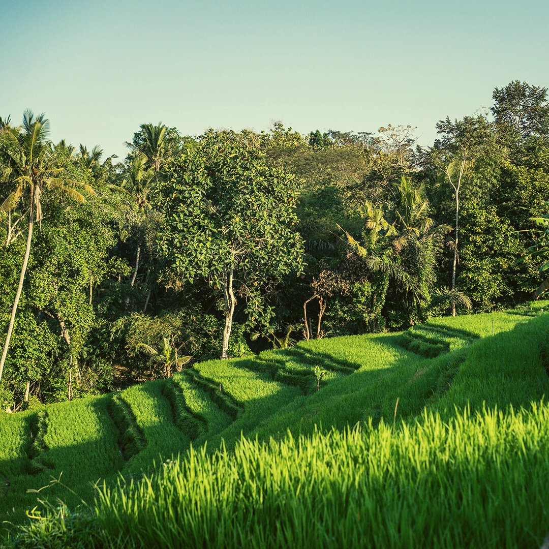 HujanLocale's tweet photo. Embrace the stillness of Nyepi day and take time to listen to your inner peace. Let this be a day of reflection, gratitude, and rest. Our restaurant may be closed today in observation, but our hearts will be open to what Nyepi brings. We will reopen tomorrow Thursday 23 - 5.30PM https://t.co/Zb5nrFnIWp