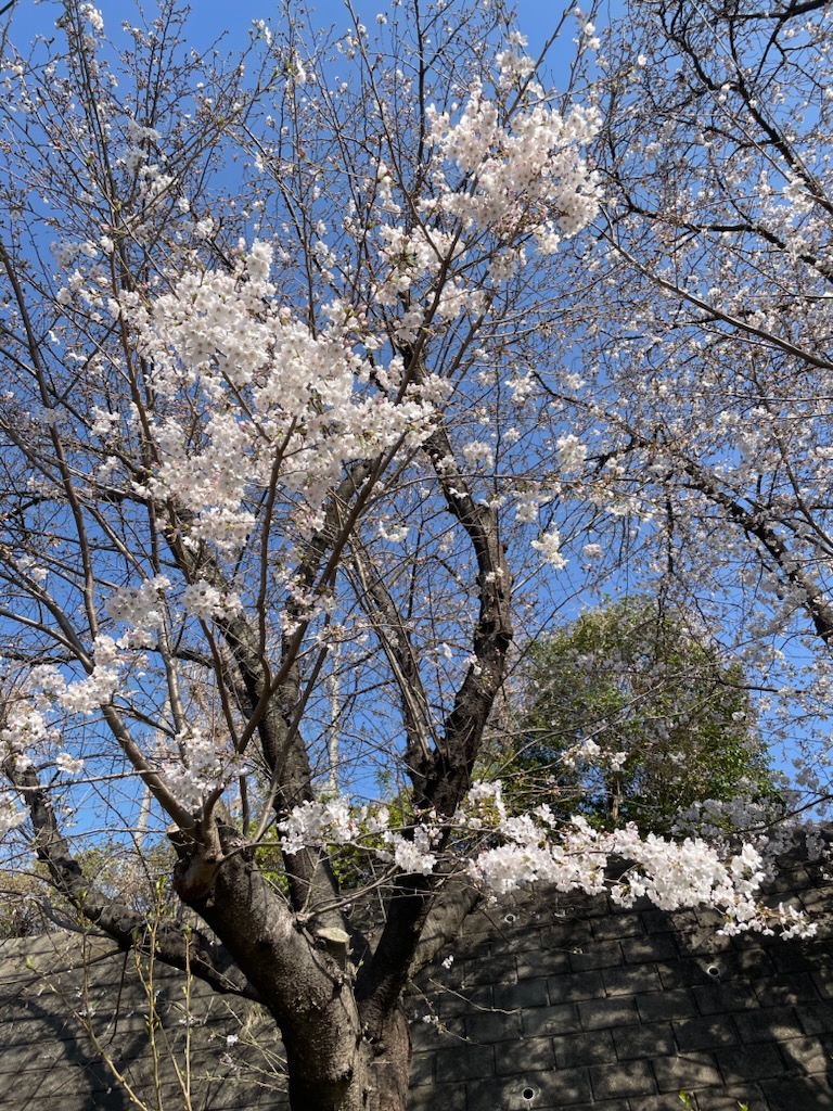 青葉台コミュニティハウスの2階玄関脇にある桜が
八部咲です。この土日が見頃だと思います。（昨年より早いです。お天気が心配ですが、ご来館お待ちしています。