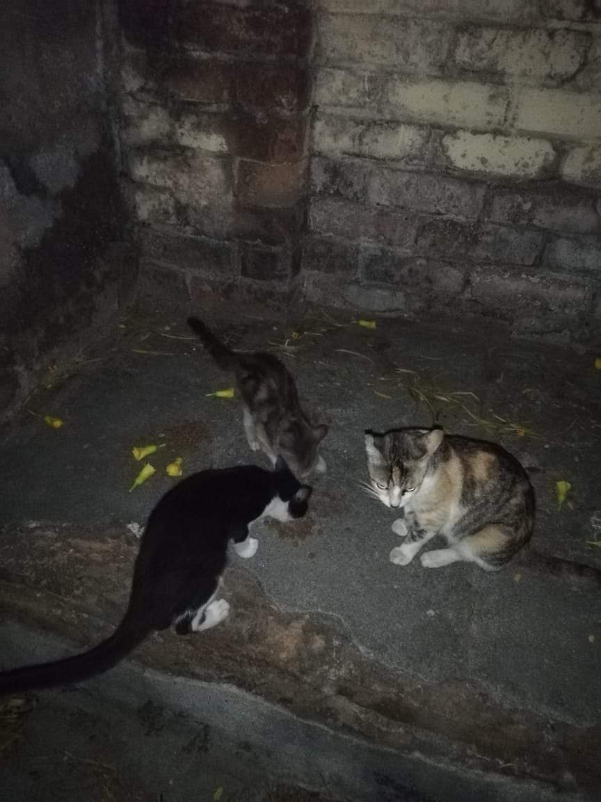 Estas son las niñas parte de mis mishivecinos a los que les doy de comer 
Tenía identificadas tres hembras,pero ha aparecido una más como de 3 meses 😢
En total son 4 muchachitas las que necesitan ser esterelizadas porque si no van a venir más mishis a las calles a sufrir 😔
👇