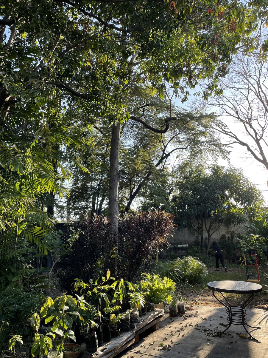 El jardín es, sin duda, una de las acciones directas para el rescate planetario.

<a href="/CiudLab/">CiudLab</a> 
<a href="/PlantadosCCS/">Plantados Caracas</a>