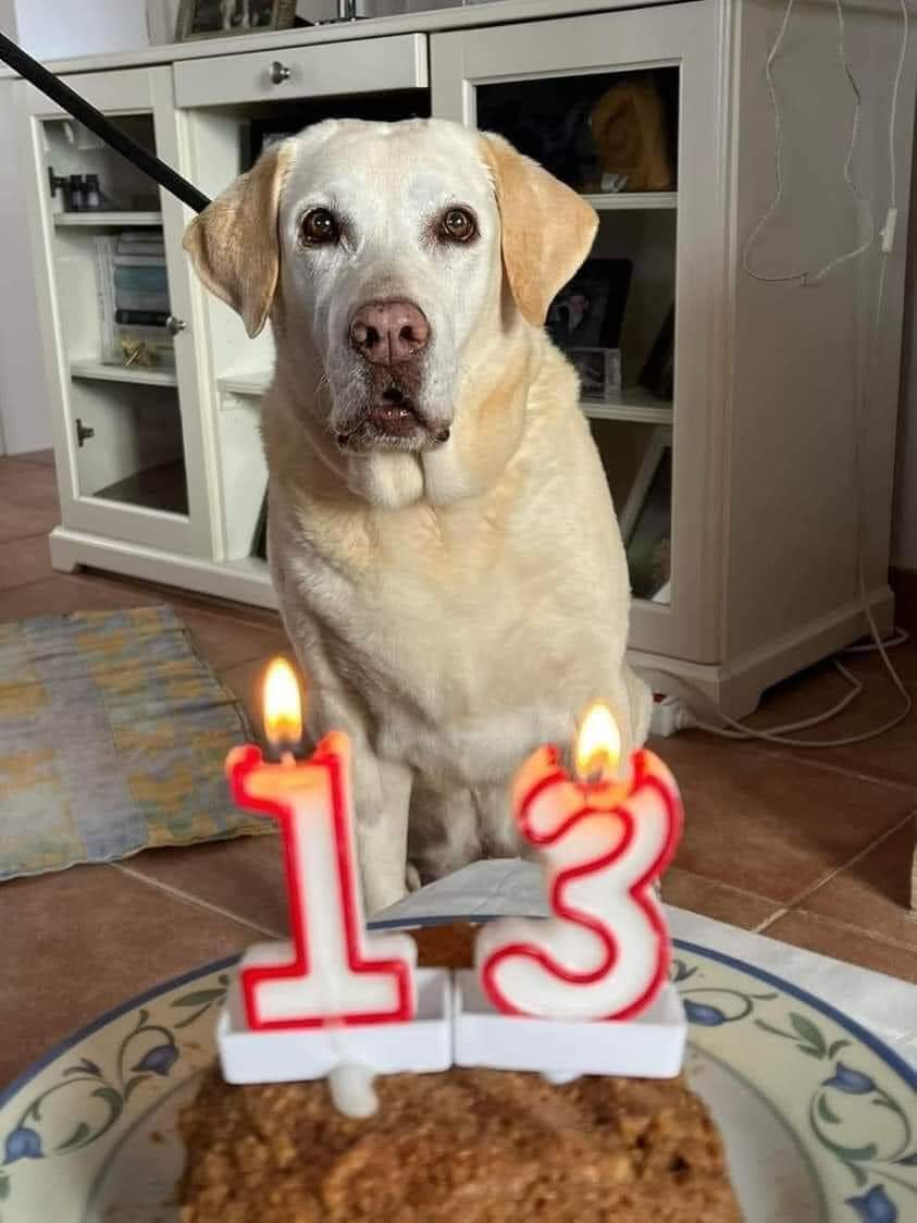 thehappydog_'s tweet photo. Happy 13th Birthday, Coco ❤ https://t.co/U7oh25wrb8