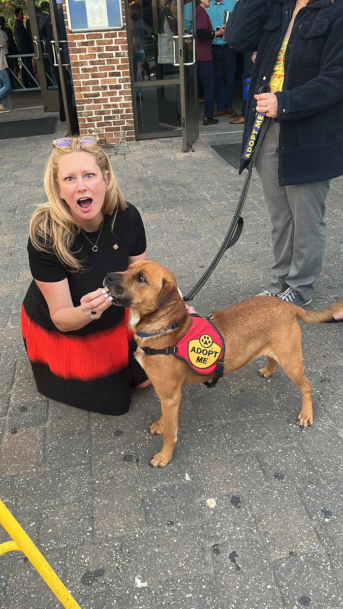 RubinTurnbull's tweet image. Heather is in awe by Milo’s adorable personality knowing his family left him at a gas station, but was rescued by loving staff at Tallahassee animal shelter!! Milo needs a home! Be his hero today