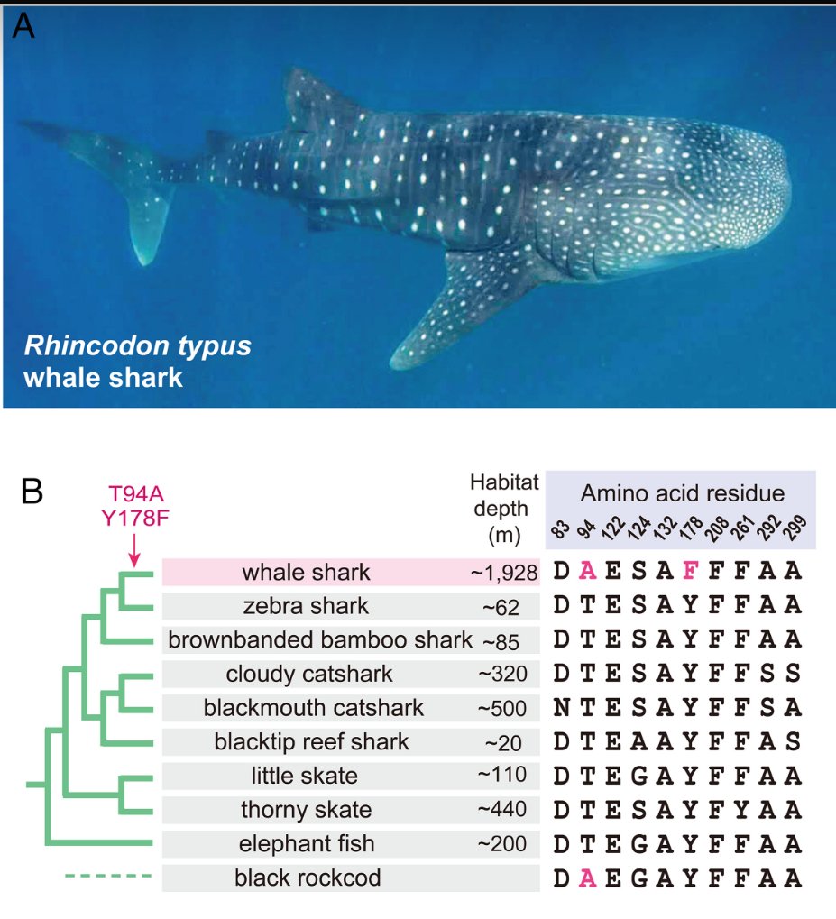 Squalomix4earth's tweet photo. Published in @PNASNews 
Our in-depth research of whale shark vision based on genome informatics and in vitro experiments-'Whale shark rhodopsin adapted to deep-sea lifestyle by a substitution associated with human disease'
https://t.co/rRf2aEmQPS  @Squalomix4earth @KurakuLabMSM https://t.co/OCcauhMLpC