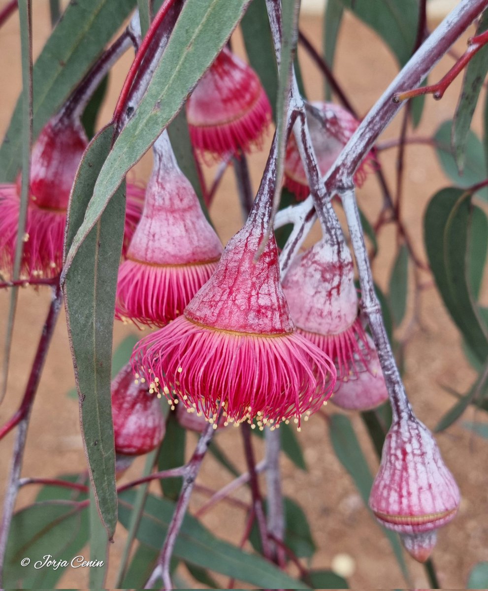 Is Eucalyptus caesia your #Eucalyptoftheyear? #wildflowerhour #flowers #beautiful