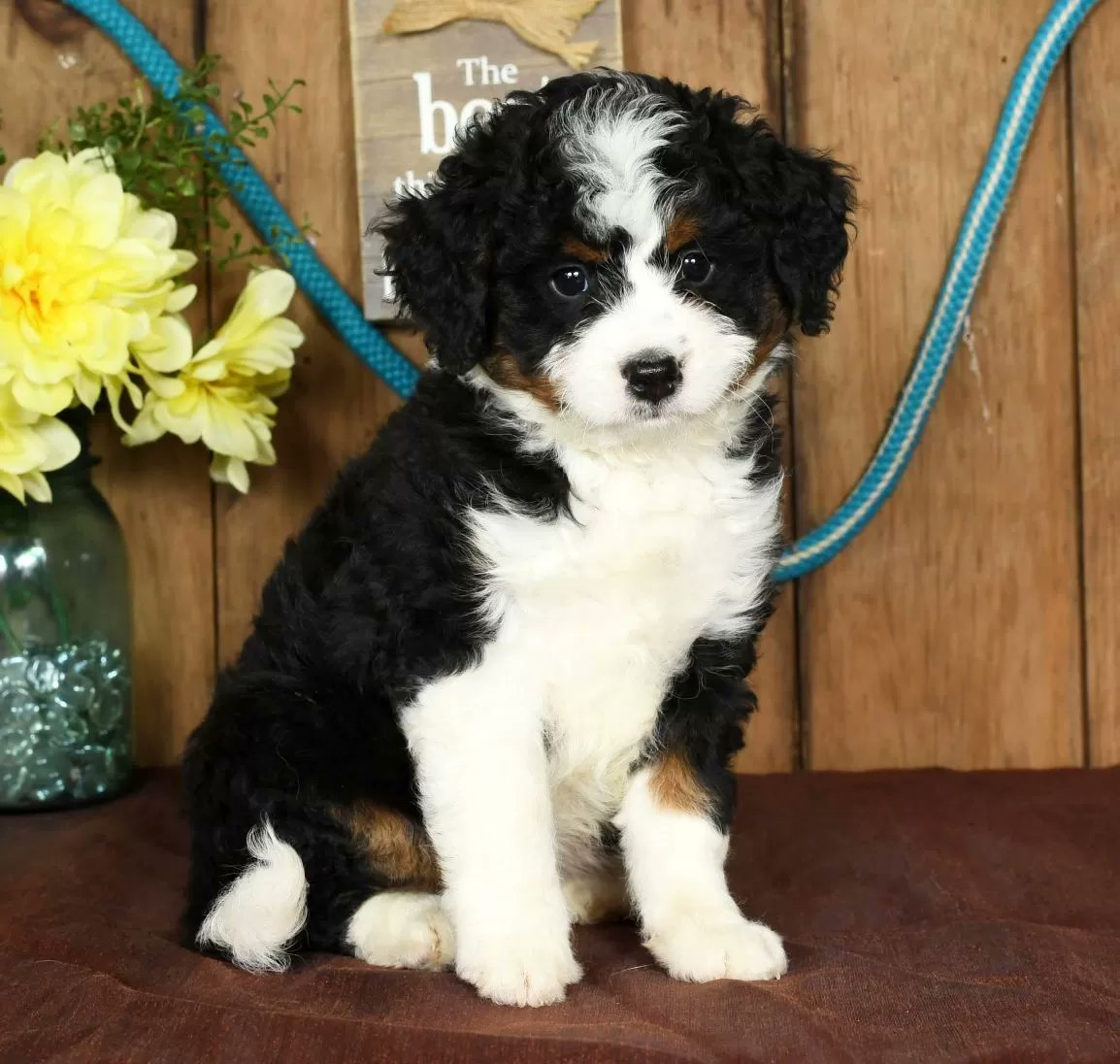 PuppyPawPost's tweet photo. Rose wants to join your home! How cute is this sweet little Mini BerneDoodle? https://t.co/EN6vkWX11E