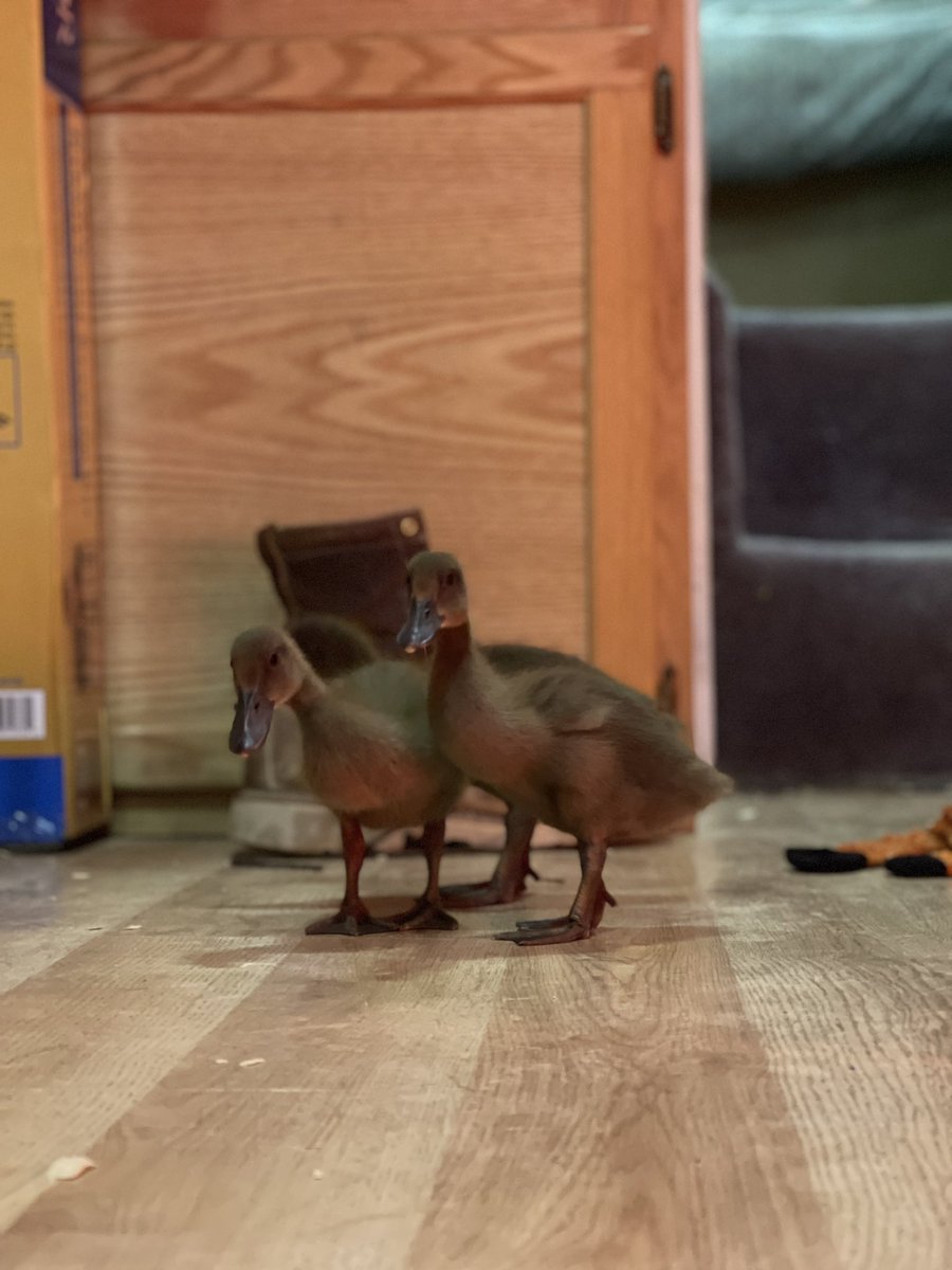 tuesdaisexton's tweet photo. my new (very messy) little friends https://t.co/6neIxJJdkm