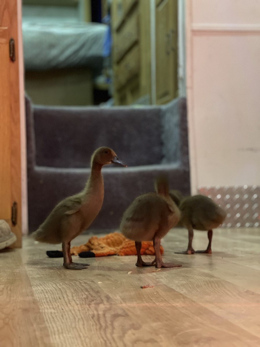 tuesdaisexton's tweet photo. my new (very messy) little friends https://t.co/6neIxJJdkm