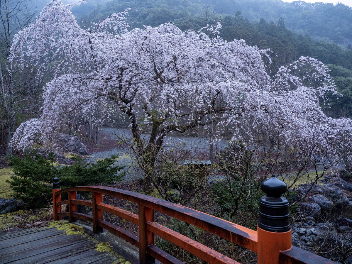 Ganrojin's tweet photo. 三重県大紀町笠木渓谷の忠五郎桜。すでに満開です。昨年は彼岸明け3月末が満開だったような記憶が。
#枝垂れ桜 
#忠五郎桜 
#大紀町 
#笠木渓谷 https://t.co/n38O8HqZJg