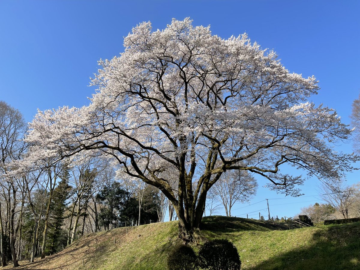 ☀️今朝（2023/03/22）🌸満開です！
🌸埼玉県寄居町のエドヒガン桜の巨木です。🌳🌸
ぜひ多くの人に見て欲しい！
 #氏邦桜 #寄居町 #寄居 #エドヒガン #桜 #満開 #鉢形城 #城跡 #巨木