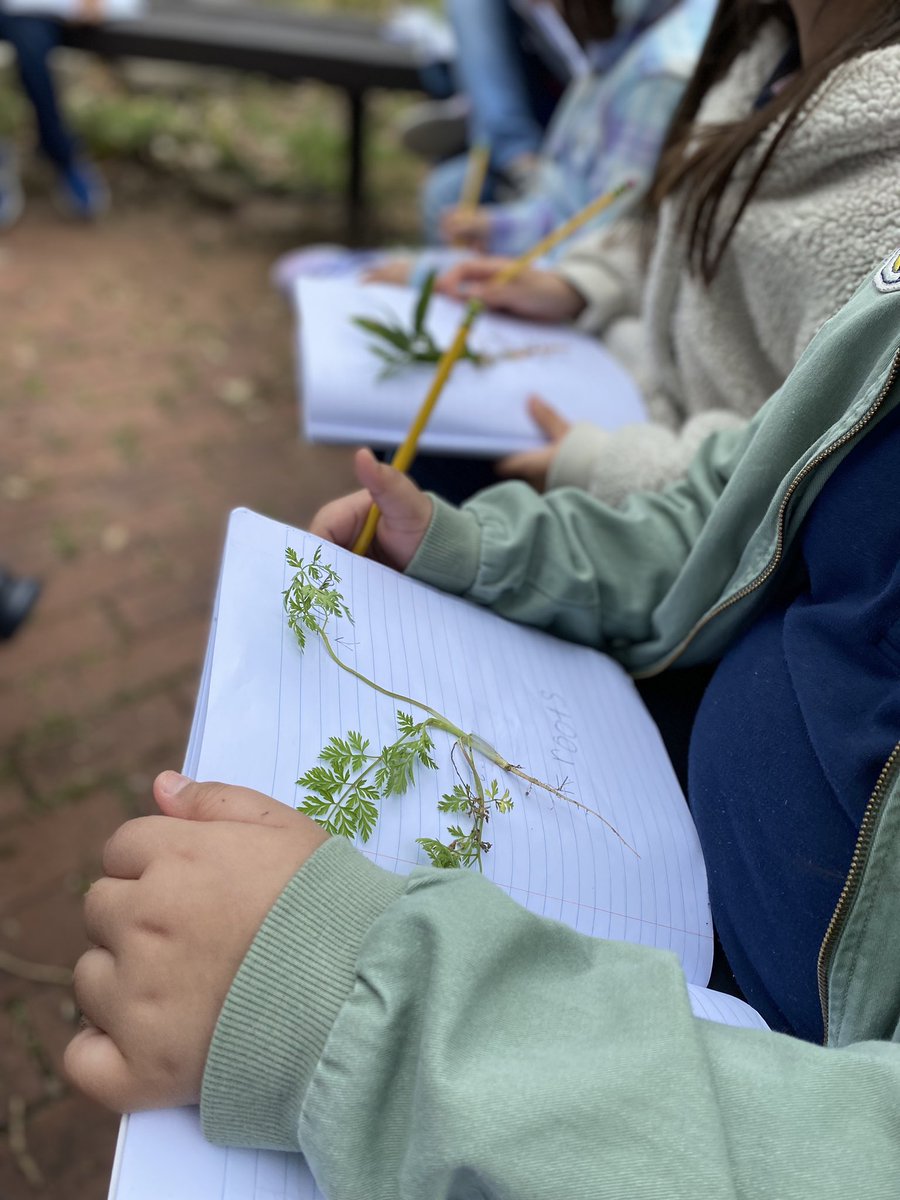 NatDeeRu's tweet photo. @OakhurstFWISD KG &amp; 1st graders exploring plant parts in the outdoors today. Such great Ts at this school! @OutTeach_Tx @OutTeachEd #experientiallearning #outdoorlearning https://t.co/AeFQXBW9pK