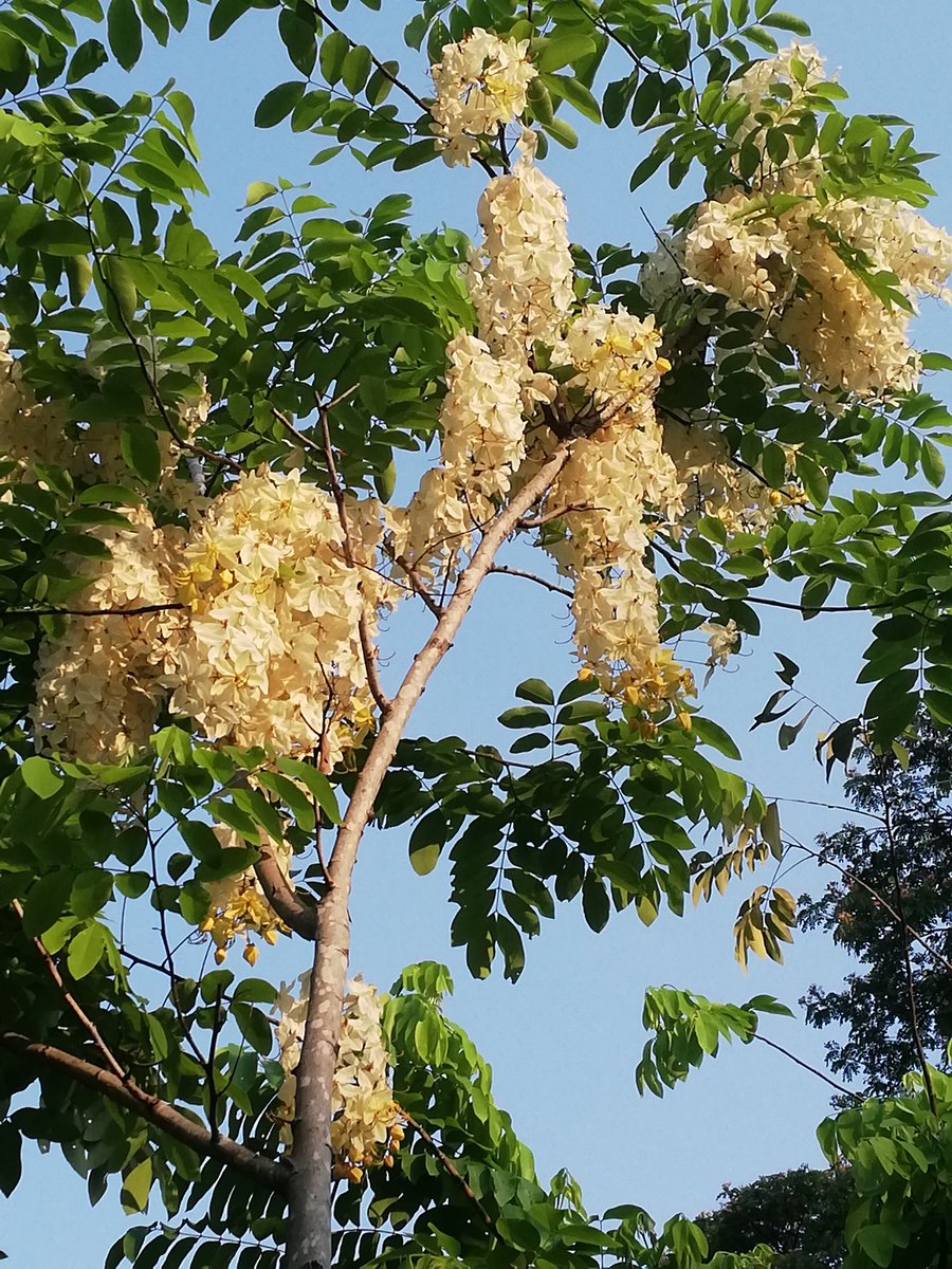 MarsJod's tweet photo. #Goodmorning #blooming https://t.co/n79HEHKng8