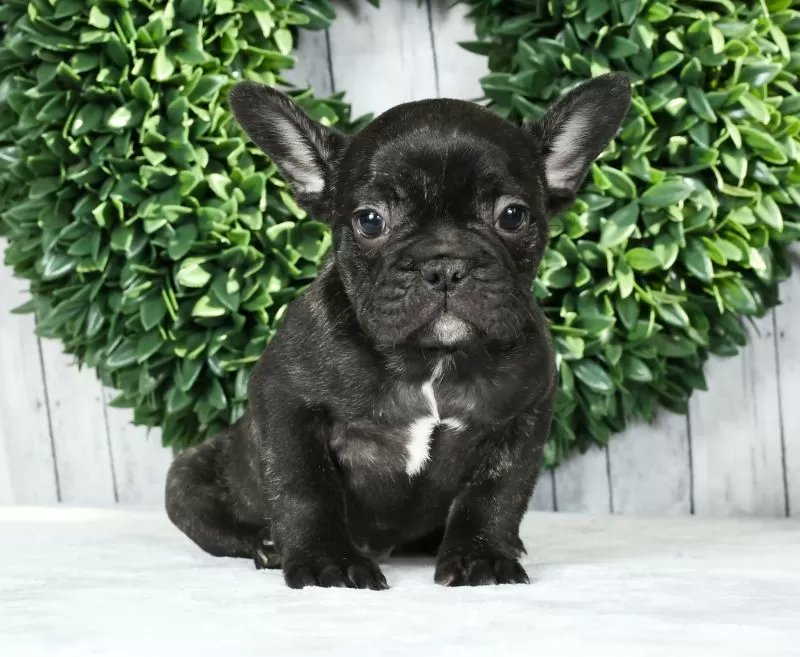 PuppyPawPost's tweet photo. WILKENS! Wants to join your home! https://t.co/yE75O8zwfi