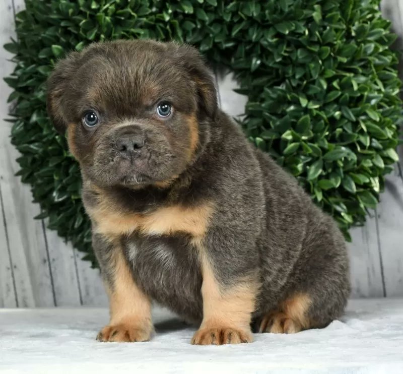 PuppyPawPost's tweet photo. Yoshi! How cute is he? https://t.co/rGC79qJZqt