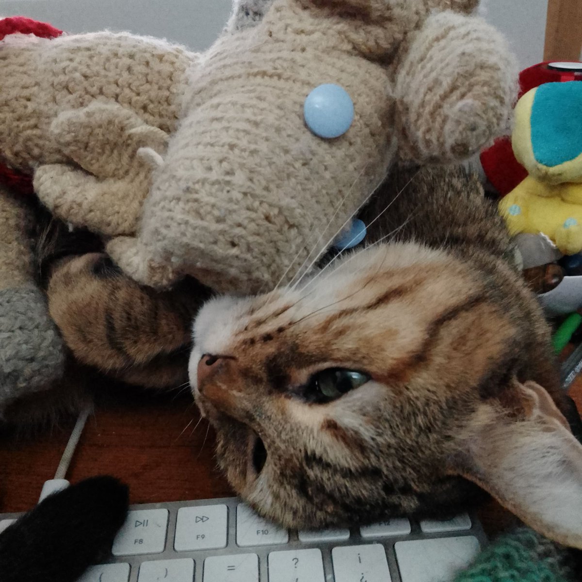 Murphysplush's tweet photo. I love you too Hei Hei! #murphysplushtrips #murphysplush #amigurumi #yarncraft #cats #catsofinstagram https://t.co/Aad2eLsLQJ
