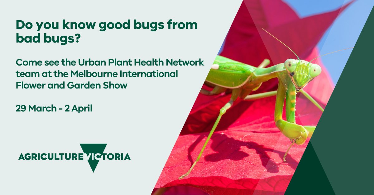 See you at Melbourne Flower &amp; Garden Show from 29 Mar - 2 Apr @ Royal Exhibition Building &amp; Carlton Gardens. There’ll be showbags, live minibeasts &amp; preserved insect displays. Plus, a photo comp for the best insect photos with some great prizes on offer. <a href="/UrbanPlantHlth/">Urban Plant Health Network</a> <a href="/AUSVEG/">AUSVEG</a>
