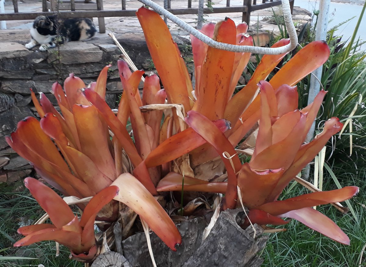 PLANTAS DO BRASIL
Aechmea blanchetiana, Bromeliaceae, «bromélia-porto-seguro».
Planta colonial das restingas marinhas;
armazena água em tanque formado pelas bainhas das folhas.
Muito empregada em jardins, como planta terrestre.
#Bromeliáceas #MataAtlântica .