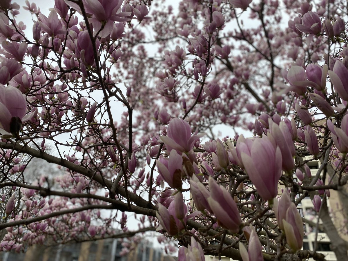 BinaNepram's tweet photo. The colors of spring gives us one message-Never to give up hope!Year after year,nature never give up on what it needs to do for peace in our hearts,minds & nations.The Q to ask is-are we doing enough ourselves to bring the equilibrium in the only planet we have #SpringMusings 🌿 https://t.co/5EmVscq6WQ