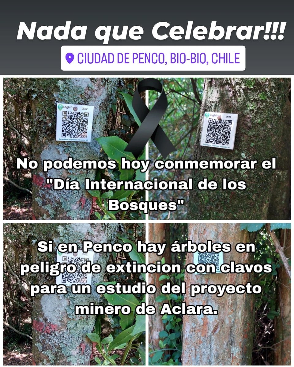 #nomasclavos
En el dia internacional de los bosques, en Bio Bio no queremos queules y pitaos, monumentos naturales con clavos de parte de estudios para proyecto Minero Aclara.
Los afecta aún antes de ingresar estudio de impacto ambiental (EIA)