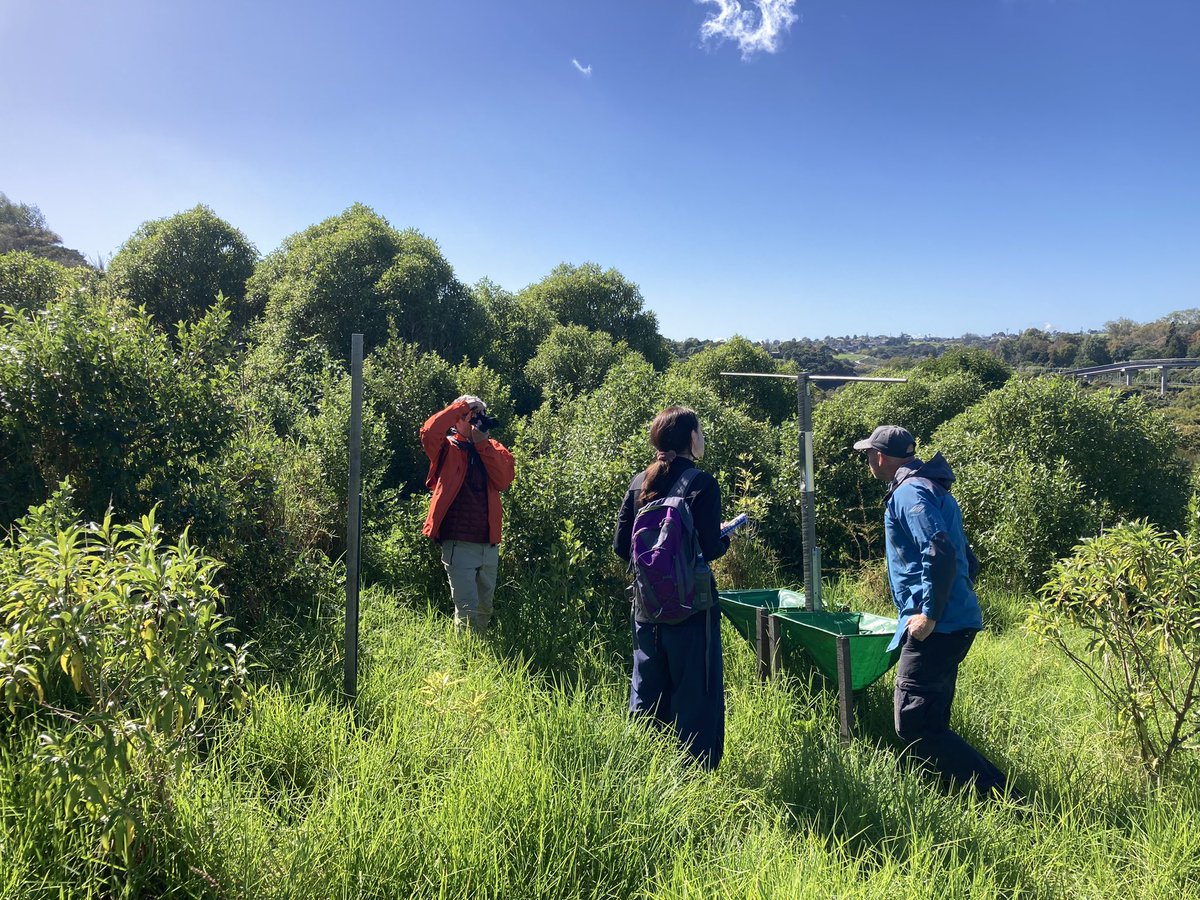 AUT_Living_Labs's tweet photo. Great to show the @NZ_PCE team  around our Living Laboratory at Pourewa this morning! @AUTuni @autresearch #naturebasedsolutions https://t.co/34E0u67ZbS