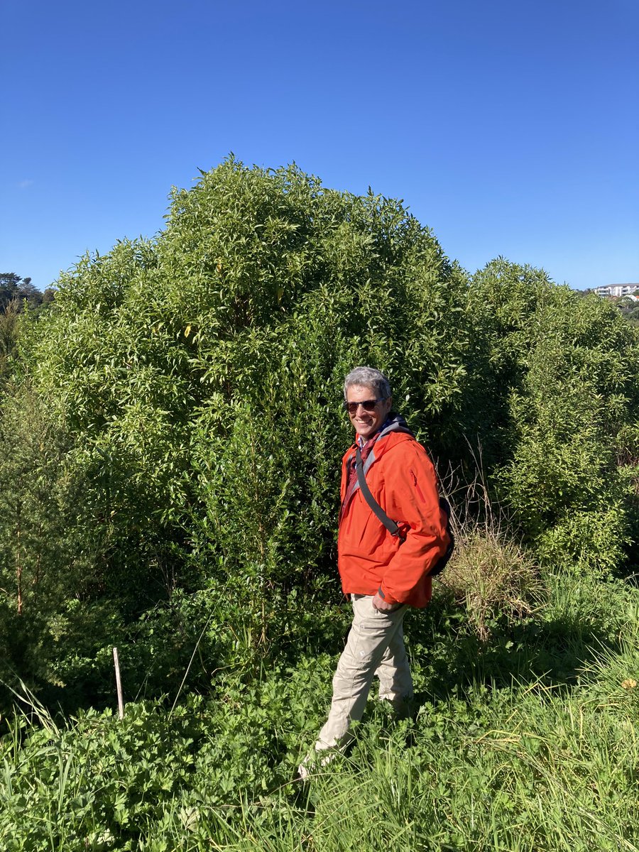 AUT_Living_Labs's tweet photo. In 2019 this area was kikuyu grass and the odd privet, an old pony club that had finally been returned to its rightful owners Ngāti Whātua Ōrākei. Now it’s already transforming to mixed native forest…. And yes the ngaio really took off! https://t.co/HOf2Gxn7jj