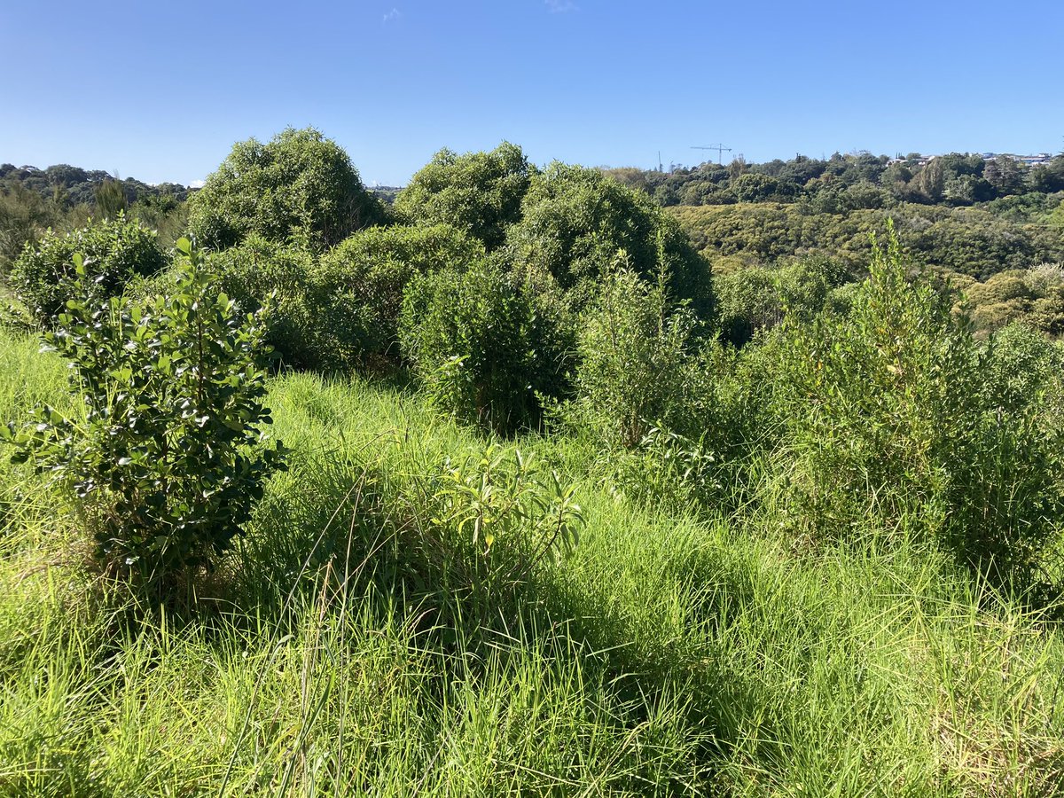 AUT_Living_Labs's tweet photo. In 2019 this area was kikuyu grass and the odd privet, an old pony club that had finally been returned to its rightful owners Ngāti Whātua Ōrākei. Now it’s already transforming to mixed native forest…. And yes the ngaio really took off! https://t.co/HOf2Gxn7jj