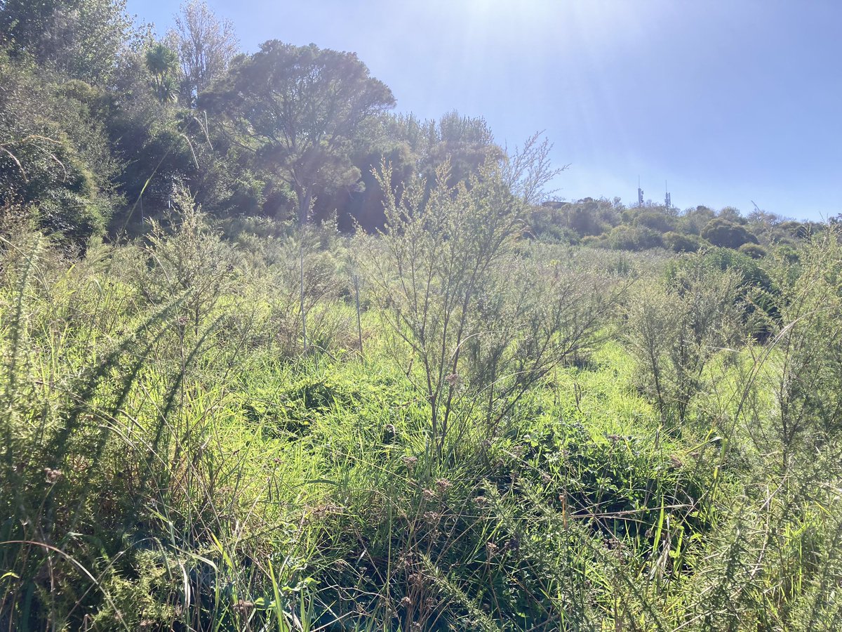 AUT_Living_Labs's tweet photo. In 2019 this area was kikuyu grass and the odd privet, an old pony club that had finally been returned to its rightful owners Ngāti Whātua Ōrākei. Now it’s already transforming to mixed native forest…. And yes the ngaio really took off! https://t.co/HOf2Gxn7jj