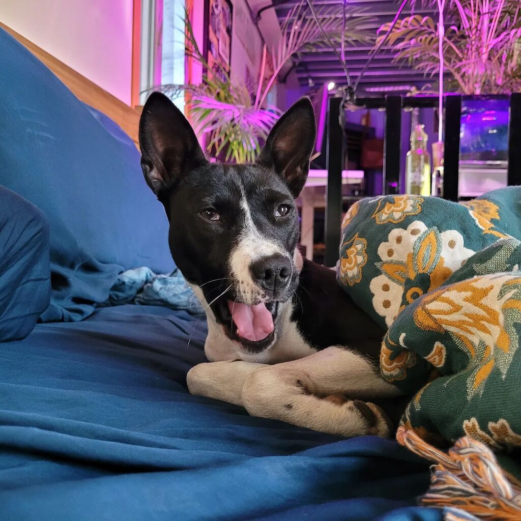 Carmunist's tweet photo. Lounging in bed 🐾
#basenji #beddog #napdog https://t.co/vH9srbwoqA https://t.co/BMgZNT4fFE
