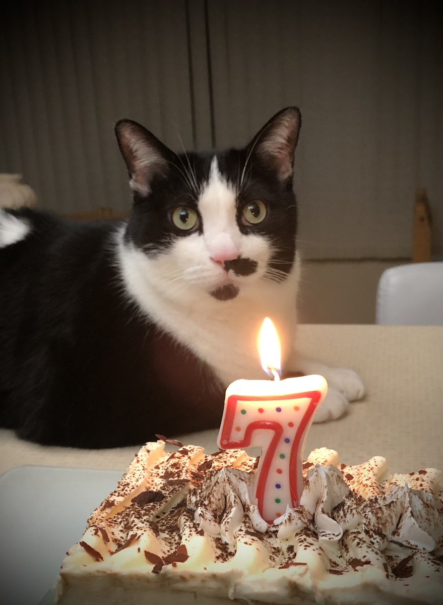 ttashicatt's tweet photo. It’s my 7th Birthday today!!
Momsy and Daddy gave me toys, cuddles and a lot of chicken!!  Best day Ever!!
#cats #birthdayboy https://t.co/ETxt52MMnq