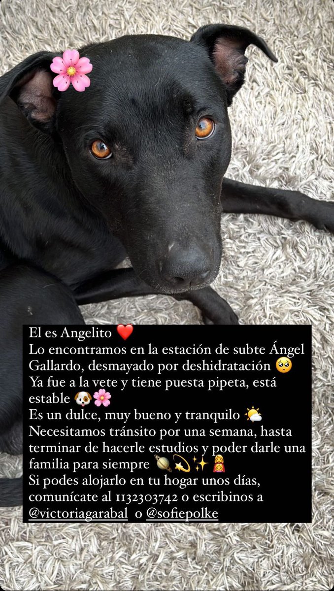 victoriagarabal's tweet photo. Holi, les pido porfa si nos dan una mano compartiendo porque necesitamos conseguirle tránsito ♥️🐶 https://t.co/3U8w5fwDjd