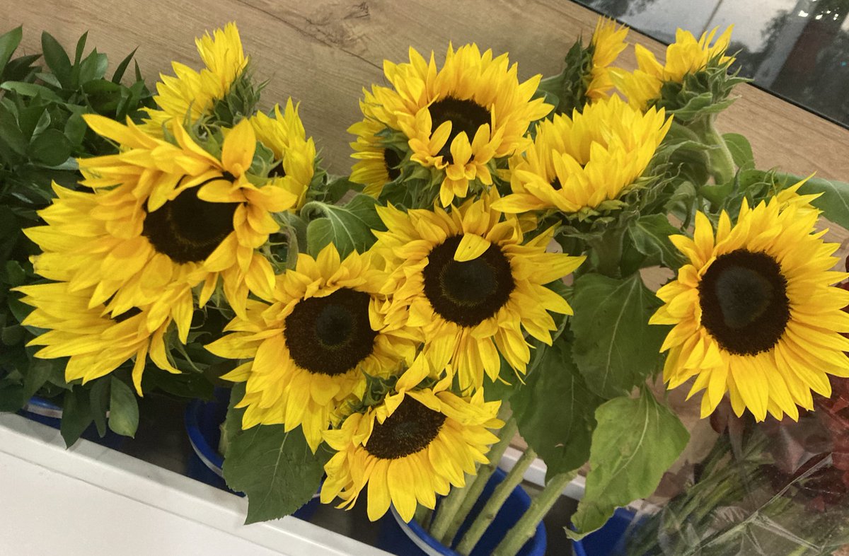 CariLeguizamon's tweet photo. Quรฉ hago si los amo???
Girasoles
โค๏ธ๐ป
#girasoles #sunflowers #tournesols #Sonnenblumen #girasoli #ืืื ืืืช
Los girasoles buscan la luz del sol.
En dรญas nublados se miran unos a otros buscando la energรญa en cada uno.
Seamos como los girasoles siempre!! https://t.co/Z2Pm8pvrwo