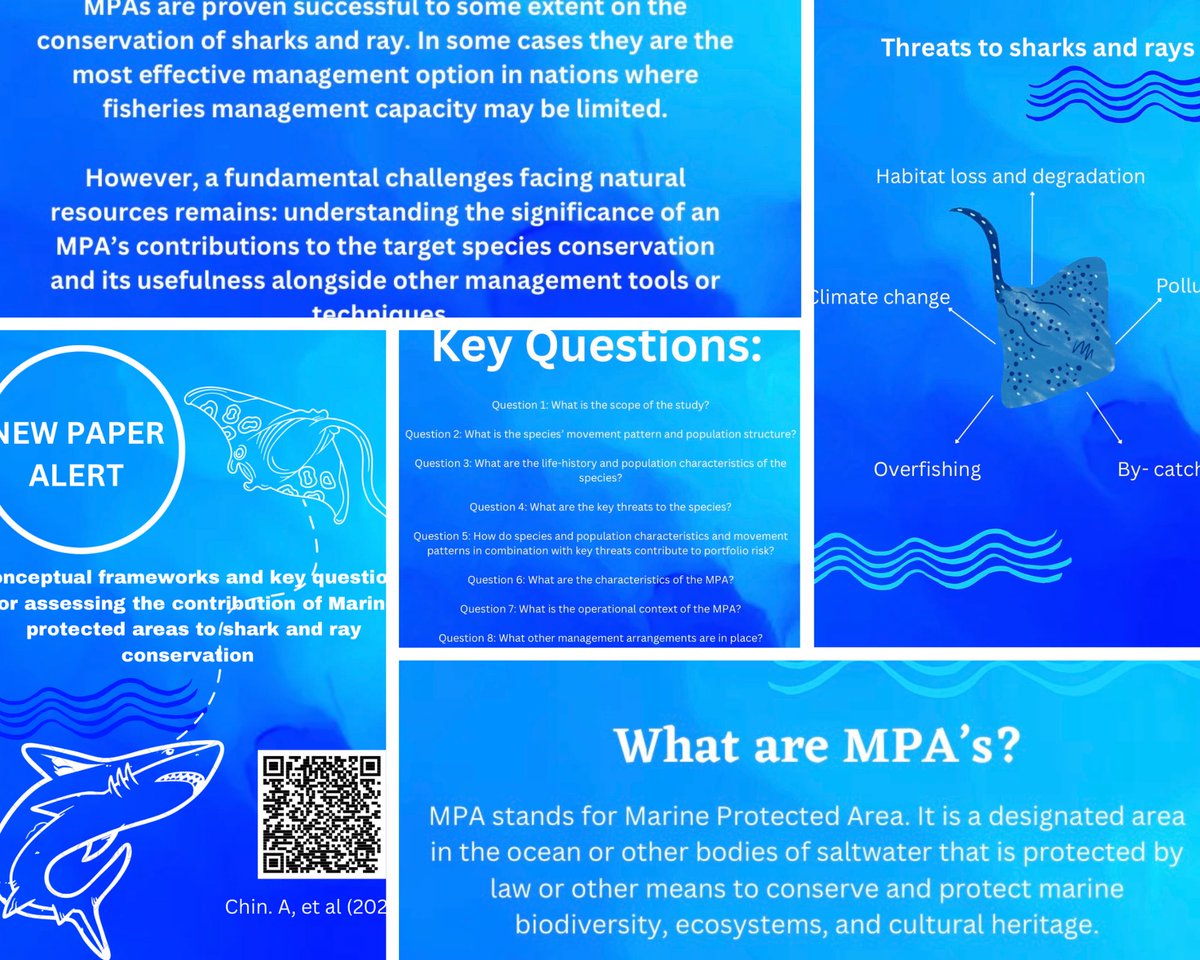 🚨 NEW PAPER ALERT!! 

Conceptual frameworks and key questions for assessing the contribution of #marineprotected areas to #shark and #ray #conservation 

Check out our instagram for the full summary or scan the QR code below for the full paper

#sharkresearch #sharkconservation