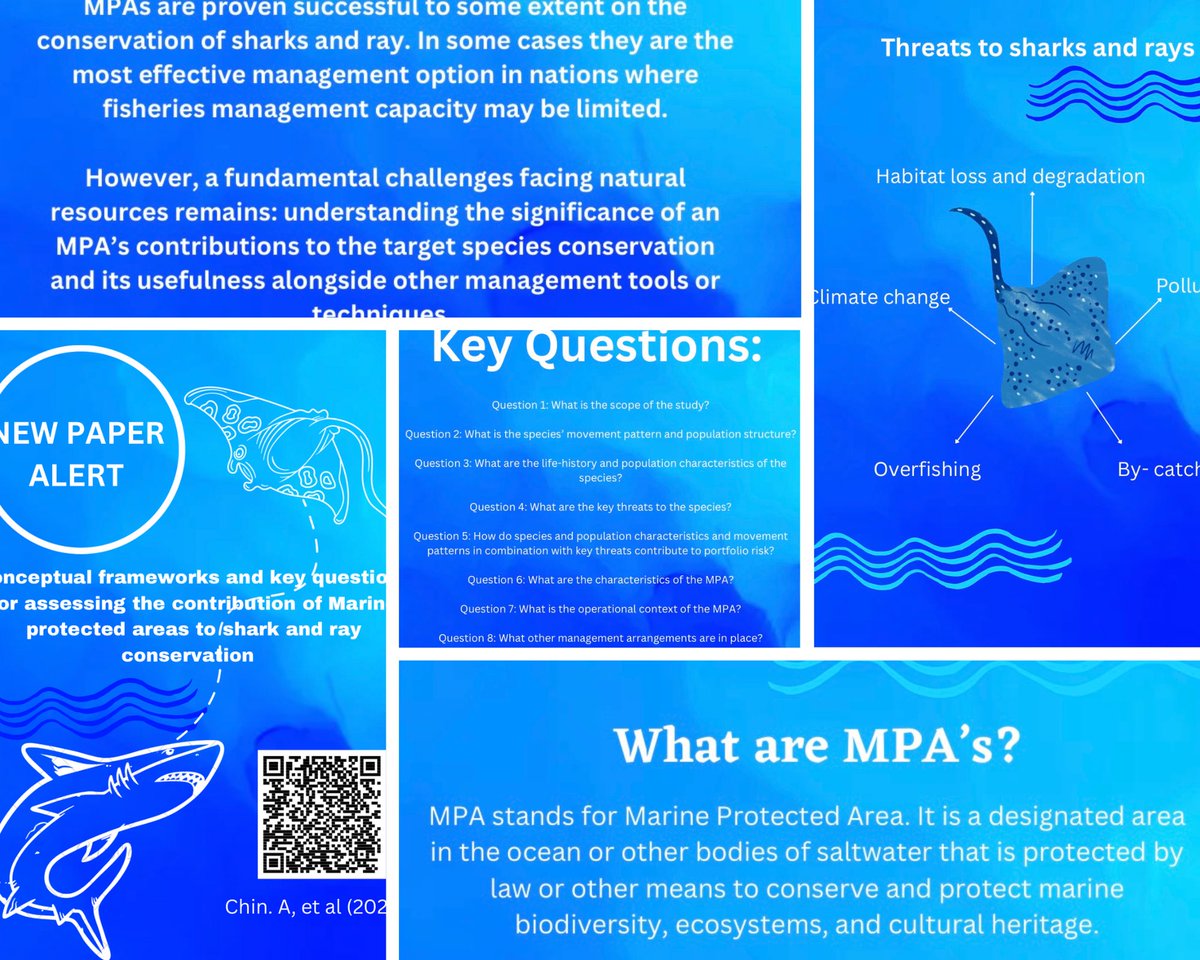 🚨 NEW PAPER ALERT!! 

Conceptual frameworks and key questions for assessing the contribution of #marineprotected areas to #shark and #ray #conservation 

Check out our instagram for the full summary or scan the QR code below for the full paper

#sharkresearch #sharkconservation