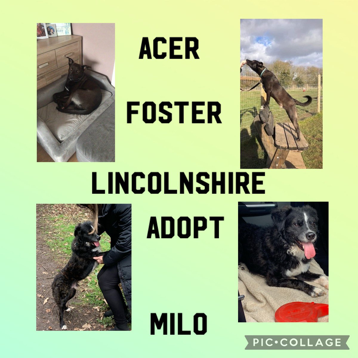 All in Lincolnshire please share ❤️❤️@ #RescueDogs #romanianrescuedog at risk ❤️‍🔥