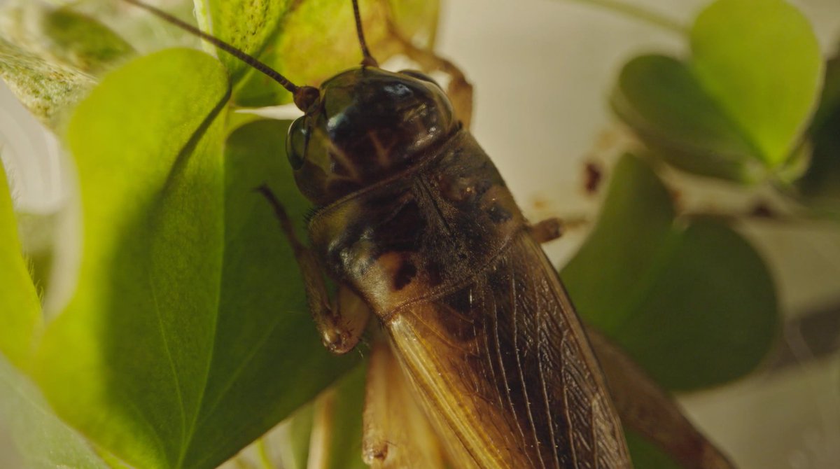 bugsexthedoc tweet media