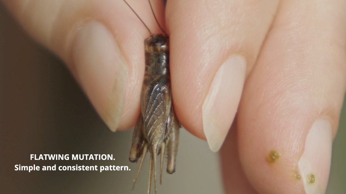 bugsexthedoc tweet media