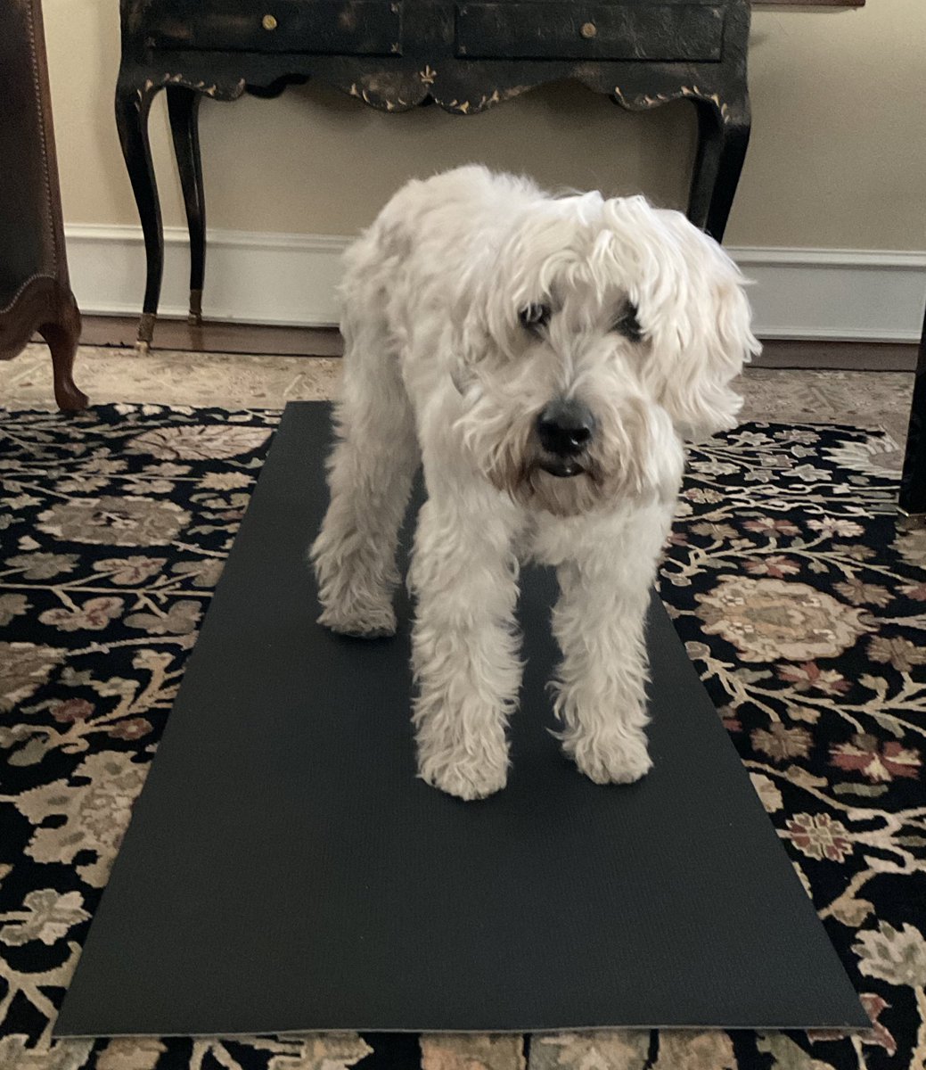 joepatane's tweet photo. No yoga til you take me on a sunset walk. 😂🐾💕 https://t.co/laell6g7zo