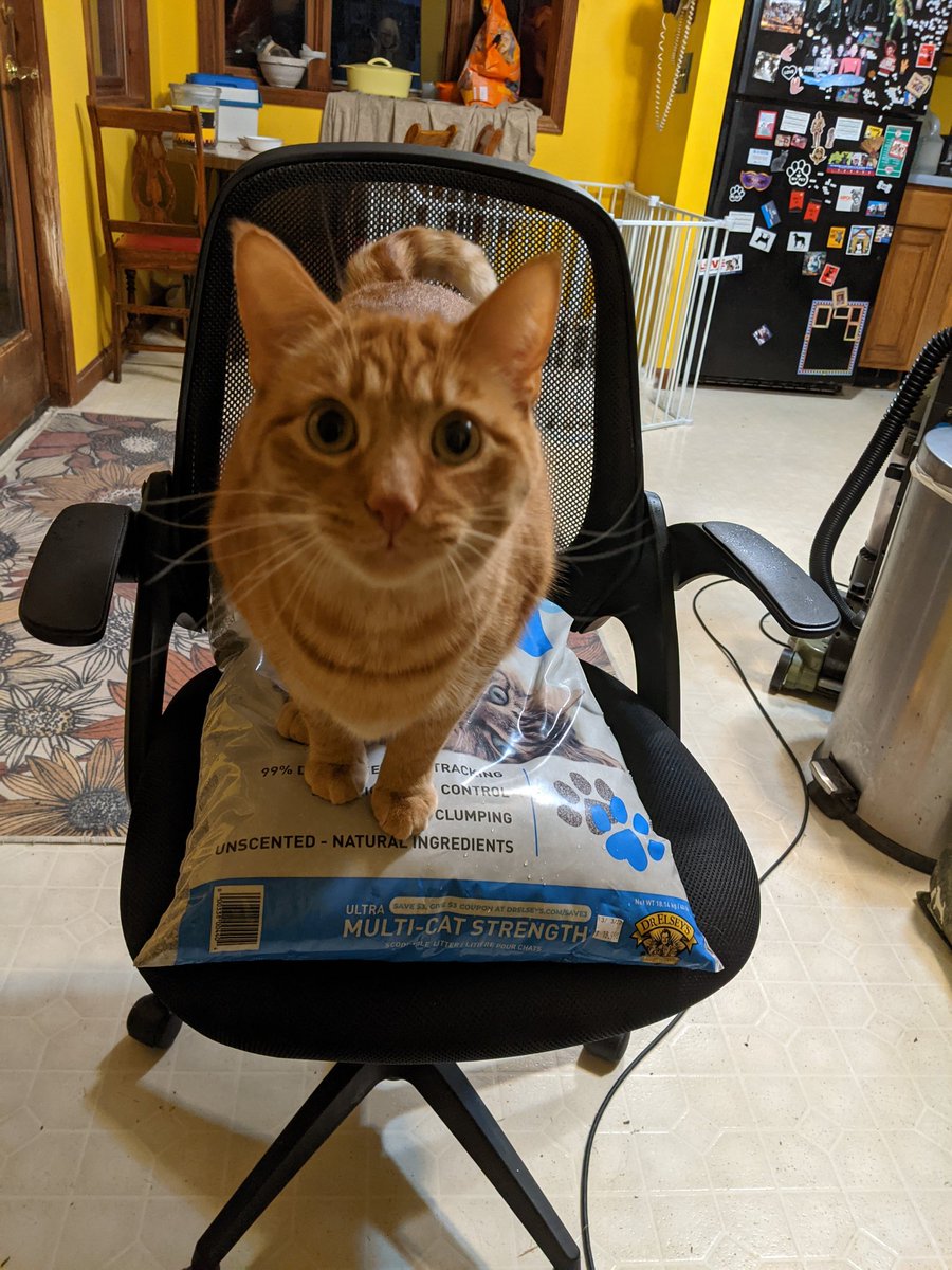 Kor, the mighty Klingon warrior helps his human bring in the cat litter.