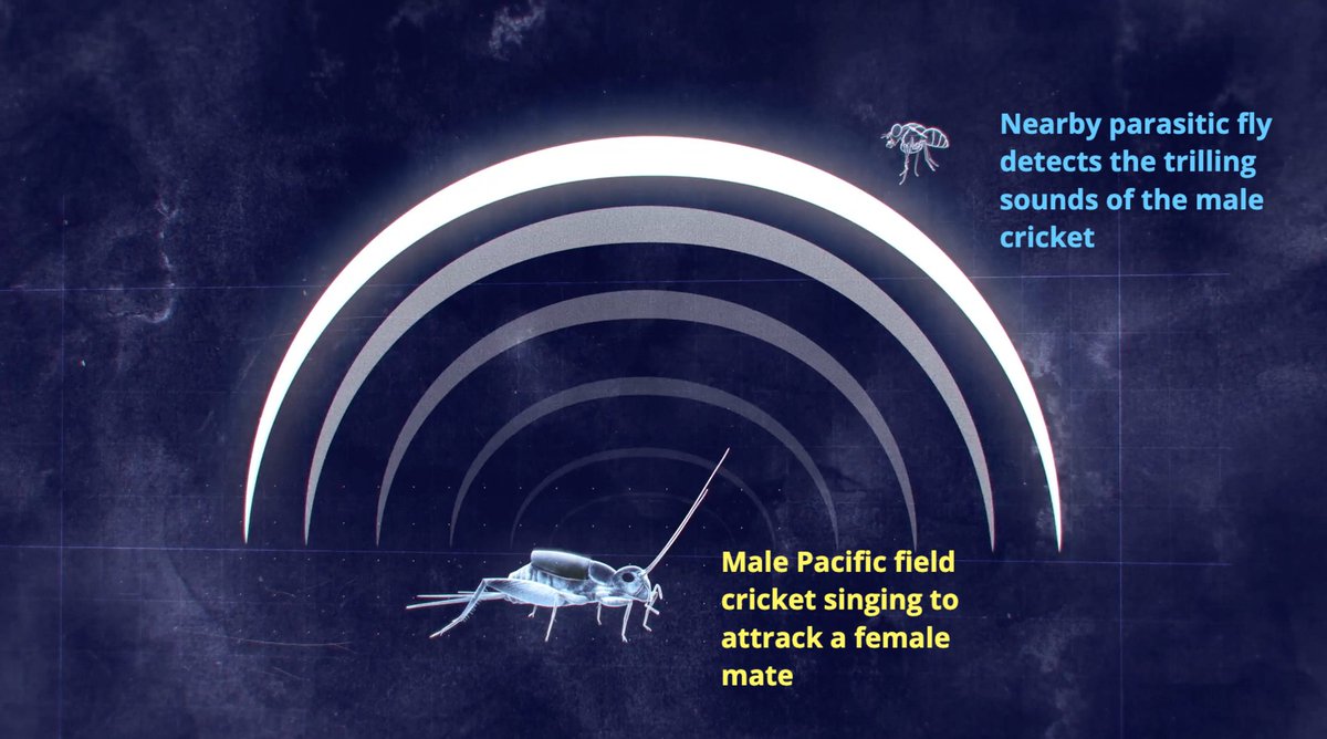 bugsexthedoc tweet media