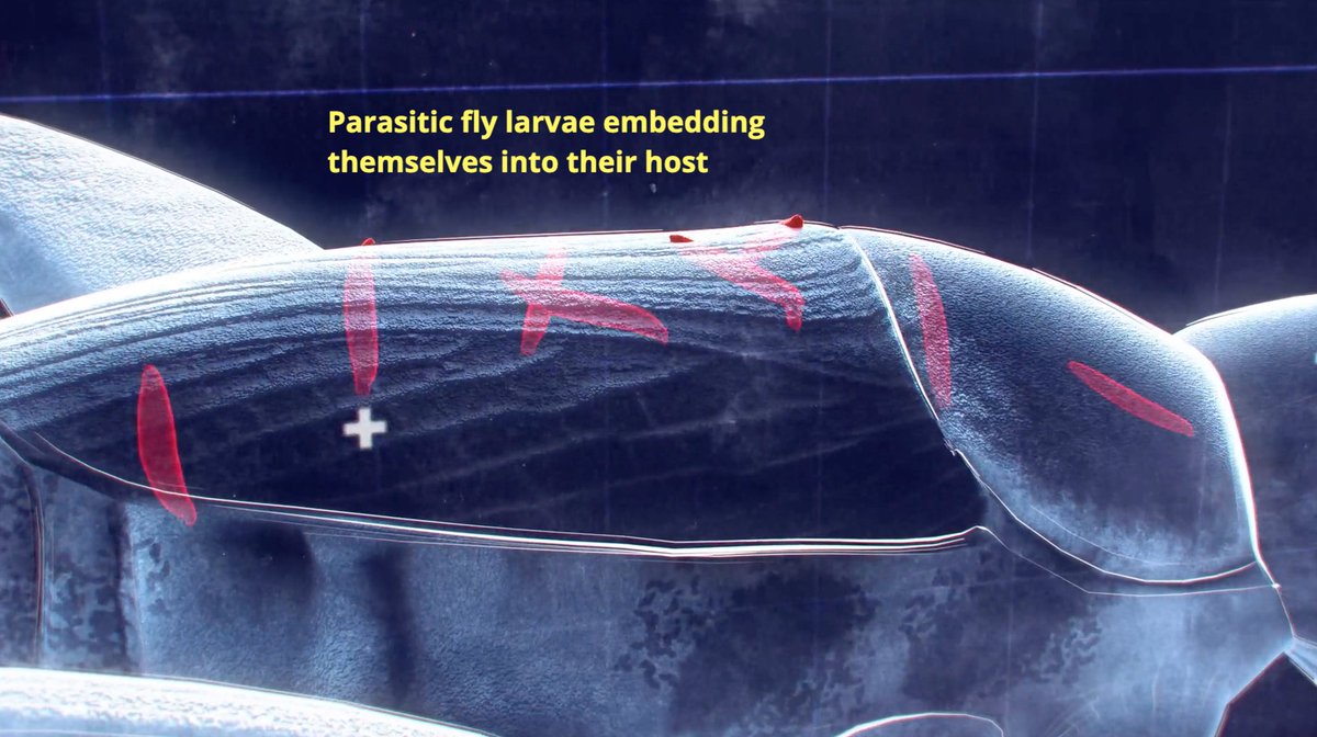 bugsexthedoc tweet media