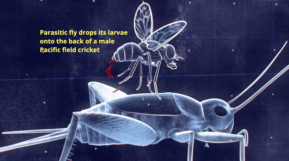 bugsexthedoc tweet media