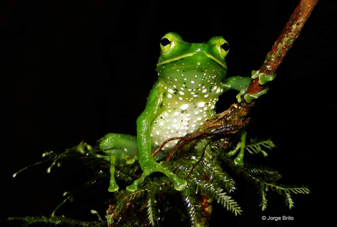 Acabamos de publicar una nota sobre el canto de 2 especies de 🐸

Entre otros resultados, se destaca la importancia del canto del Cutín verde amazónico (Pristimantis galdi) ya que se realiza después de 153 años de haber sido descrita como especie.

👉🏻herpetozoa.pensoft.net/article/97705/…