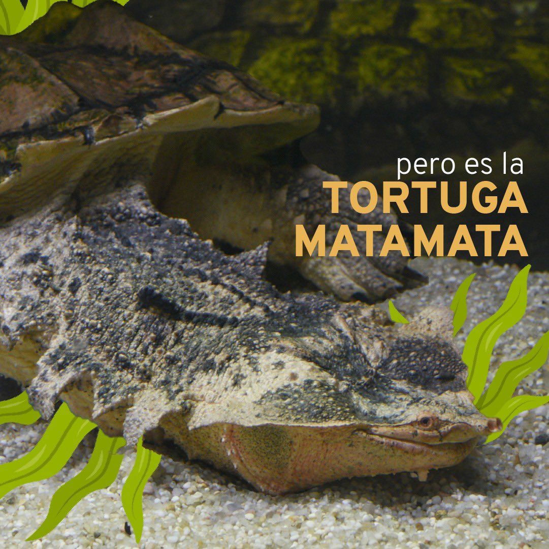 FondoAccion's tweet photo. Es la tortuga matamata, que vive en pantanos y ciénagas, donde gracias a su color y a las figuras que tiene en su piel, puede camuflarse para cazar peces más pequeños, o renacuajos, o a veces pueden llegar a comer pajaritos que se acercan a su hábitat. https://t.co/L1ilamIAVl