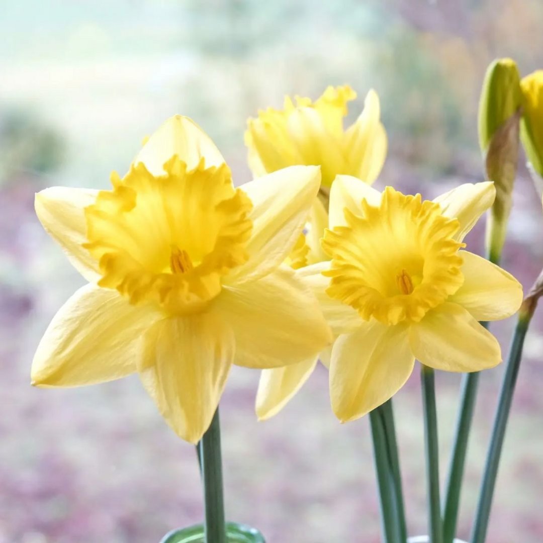 🌼 Today is the spring equinox which marks the first day of Spring! 🌼

Find fresh &amp; beautiful blooming daffodils from Bryan and Agnes Warmerdam Specialty Daffodils at the Riley Park Farmers Market on March 25th!

Photo credit: @specialtydaffs 

#bcfarmersmarket