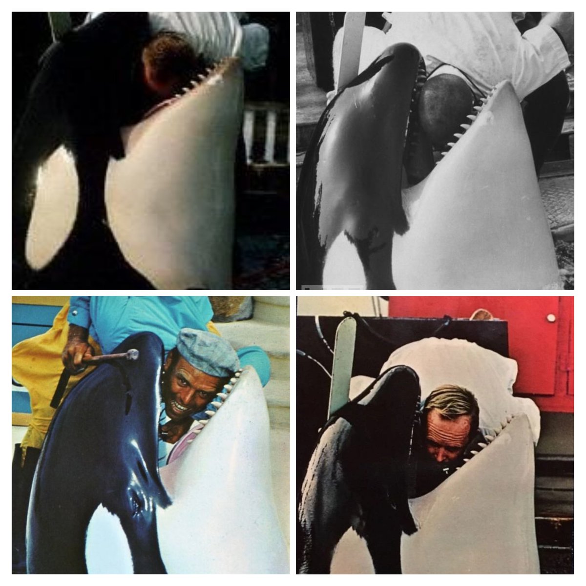 The original Shamu was a Southern Resident, believed to be born of J Pod. It's sad to think she was captured so she could be trained to entertain crowds during useless stunts like this. She belonged with her pod where she had a greater purpose. She lasted 6yrs in captivity.