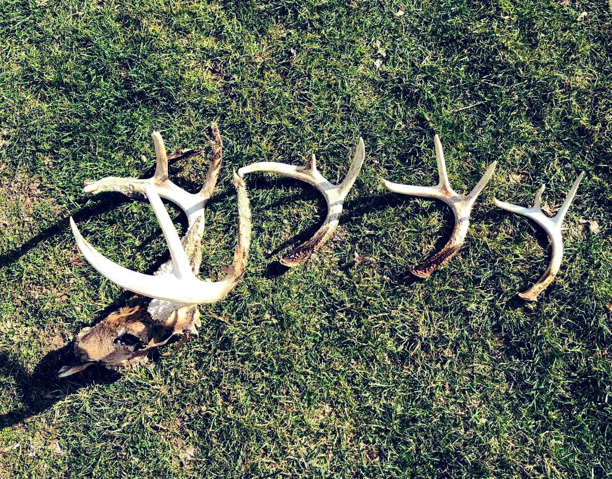 NickJSAdams's tweet image. 4 years in a row is unbelievable. Shame there won’t be a fifth.