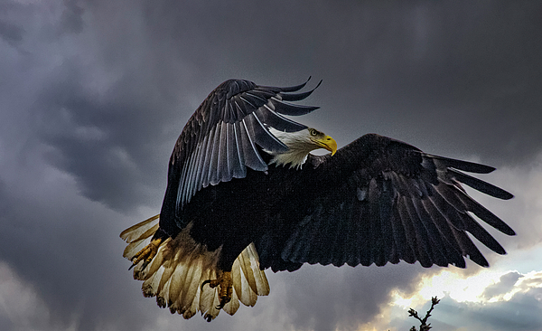 ACHEBONE's tweet photo. New artwork for sale! - "Incoming " - https://t.co/AbM4liGEJe @fineartamerica https://t.co/oSXQ3E66pS