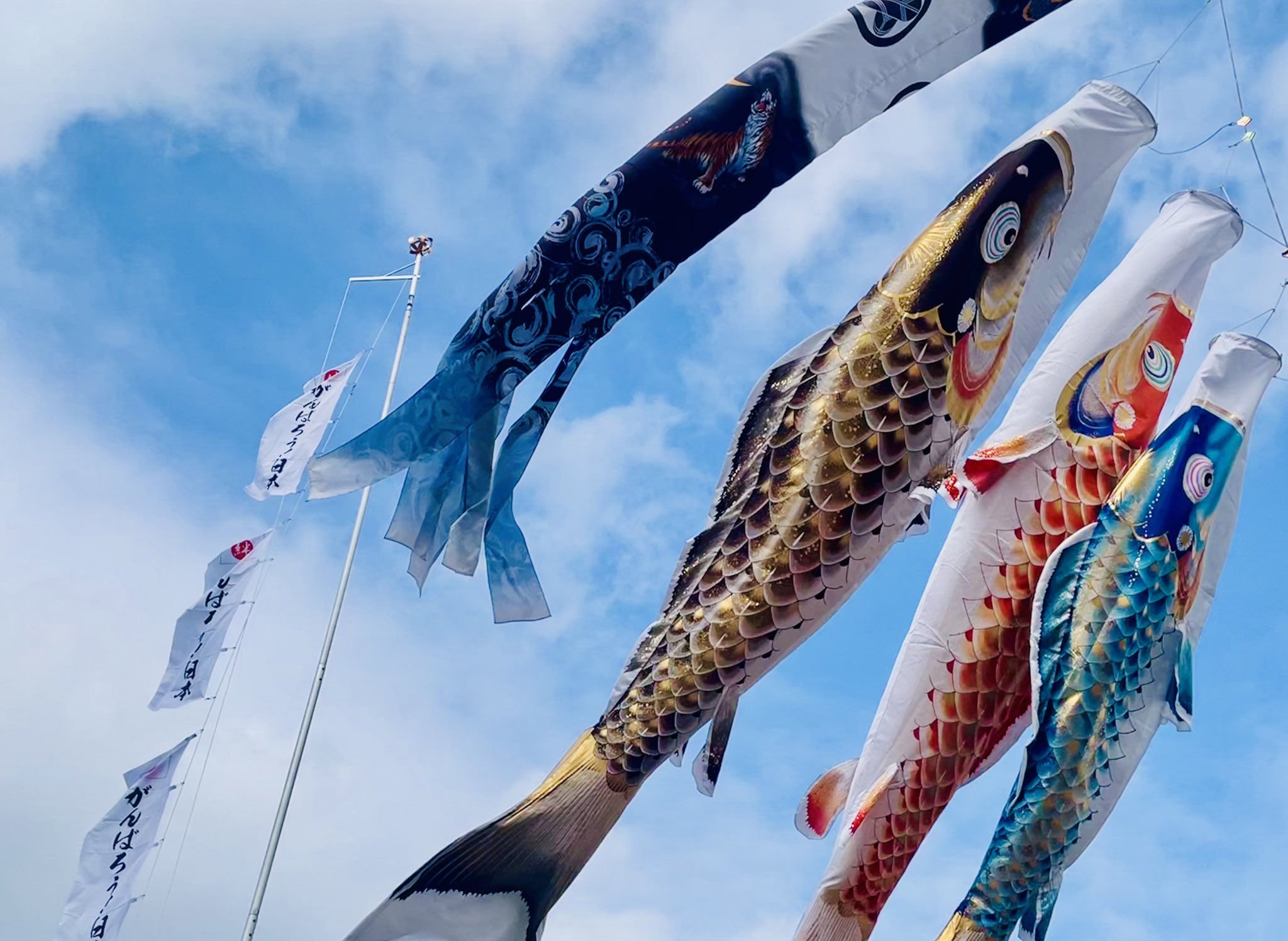 鯉のぼり 正鯉 SHORI 天空 黒8m