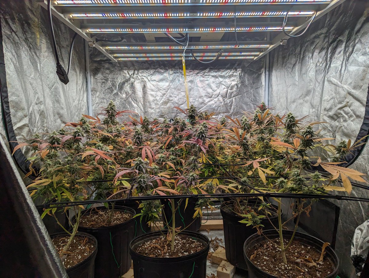 Day 40 flower Purple Ghost Candy
Final two week countdown completed. 
Under the @MarsHydroLight FC4800 LED grow light fit 4x4ft grow tent
📸 from @CanuckleBudZ

#FC4800 #MarsHydro #growyourown #CannabisCommunity #WeedLovers #cannabisgrower #Weedmob #cannabisculture #Mmemberville